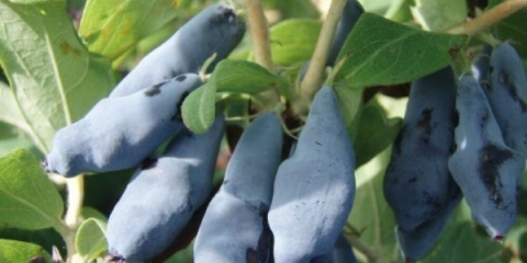 Swan orlovi nokti: recenzije, sadnja i njega, oprašivači